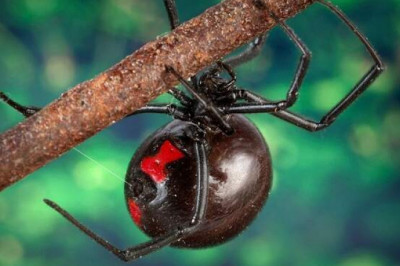 Почему нужно боятся укуса Черной вдовы