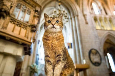 Почему Саутваркский собор устроили поминальную службу в честь кошки