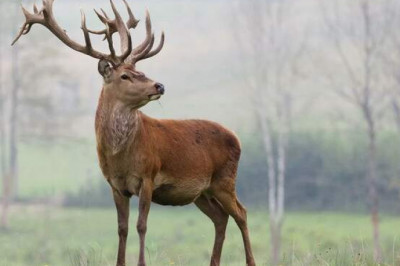 Как эволюция порождает новых существ