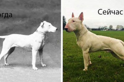 Бультерьер, мопс и др: как за 100 лет изменились самые популярные в мире пород собак