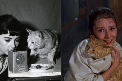 Оранджи из фильма «Завтрак у Тиффани»: кот, который играл в кино и спасал бездомных животных