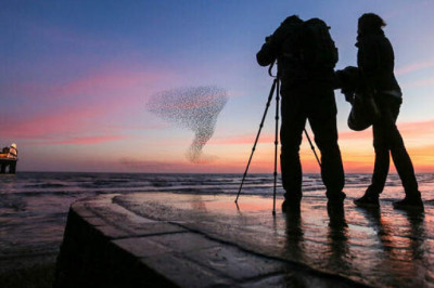 Кролики-убийцы и другие самые страшные инвазивные виды