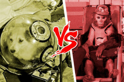 Почему русские отправляли в космос собак, а американцы обезьян?