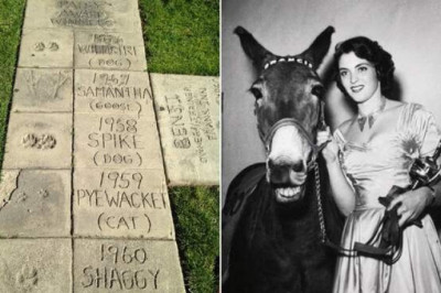 «Оскар» для животных: как появилась кинопремия «Пэтси» и какие четвероногие актеры ее удостоились