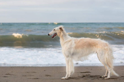 Как выглядят 10 самых больших пород собак в мире