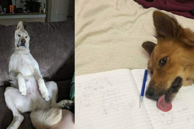 «Ваша собака, наверное, сломалась»: 17 забавных двусмысленных снимков домашних любимцев