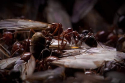 Муравьиный сверхразум