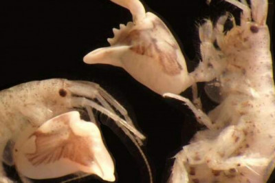 Феномен бокоплава: самая быстрая клешня на дне океана