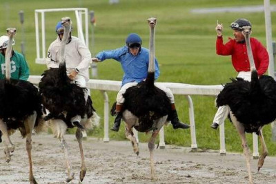 Живые игрушки человека: гонки на страусах, поездки на жирафах и путешествия на слонах
