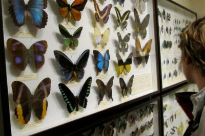 Крылатые музы лепидоптерофилиста: почему люди перестали коллекционировать бабочек?