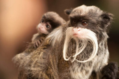 Детоубийство и самопожертвование: самые необычные родители в мире животных