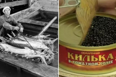 Вместо кильки черная икра: как из-за мелкой оплошности рухнула крупнейшая коррупционная схема в СССР