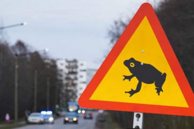 В Таллине из-за лягушек перекрыли оживленную дорогу