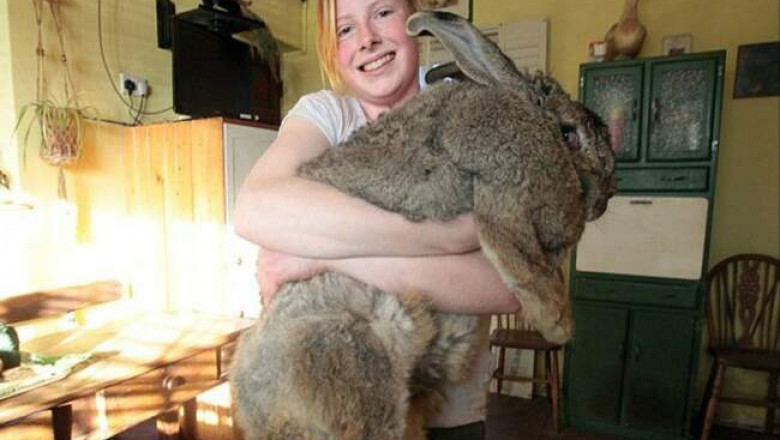 Животные-переростки: как выглядит кролик, который весит 25 кг или летучая мышь с размахом крыльев 1,7 м