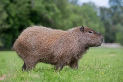 Капибара: животное, с которым все хотят дружить