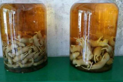 Мороженое из грудного молока и вино на мышах: 7 деликатесов на очень редкого любителя