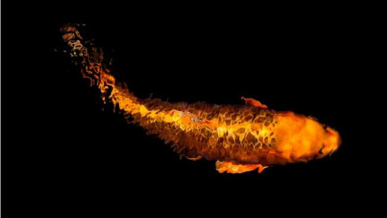 Долгожители мира животных: в поисках бессмертия