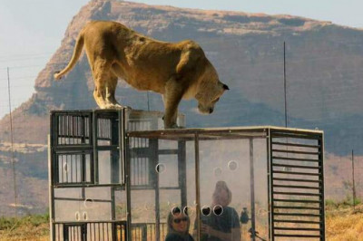 Зверинец наоборот: львы смотрят на людей, седящих в клетках