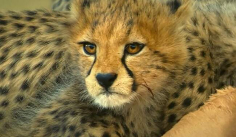 Юный гепард учится давать отпор шакалам