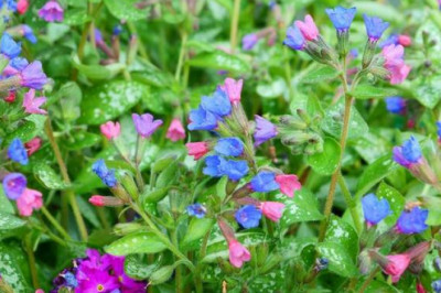Синяк, медуница, окопник: хамелеоны среди растений