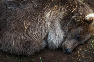 Зимний сон: зачем звери впадают в спячку