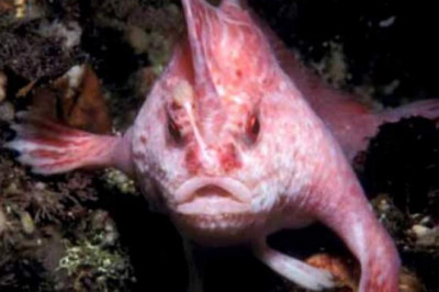В Тасманию вернулась розовая рыба с "руками"