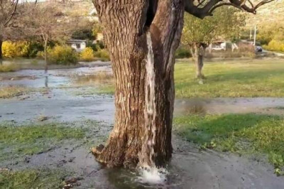 Балканское чудо природы: необычное дерево в Черногории, из которого льется вода