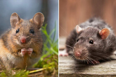 Чем крысы отличаются от мышей