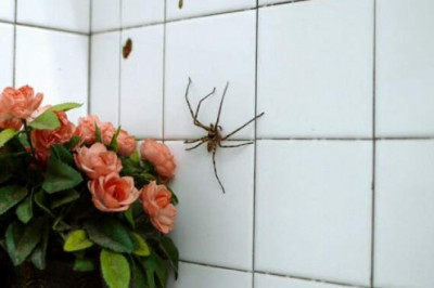 Гигантский паук-охотник — до жути страшный, но не опасный