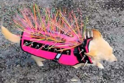 Чихуахуа в бронежилете от ястребов