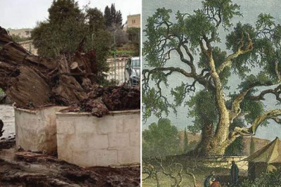 Сказание о Дубе Мамврийском: стоит ли ждать Конца Света после падения 5000-летнего ветхозаветного дерева на подворье русской миссии в Израиле