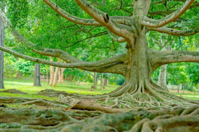 Как появились и развивались ботанические сады