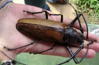Дровосек-титан: как выглядит самый большой жук на нашей планете